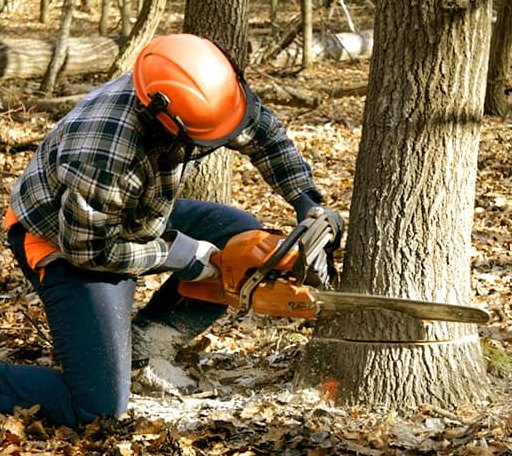 Tree Removal in Painesdale, MI